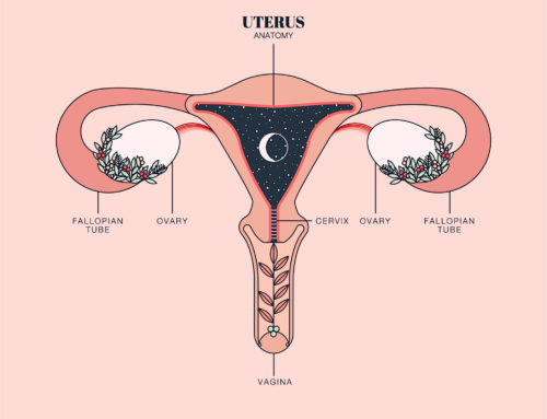 How A Uterus Spends It’s Time